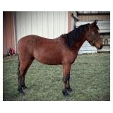 GRADE Bay Mare Yearling