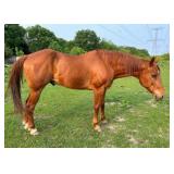 FLAME GRADE Chestnut Gelding 13 Years Old