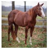 POCO KITTY BOON AQHA Chestnut Mare 2021