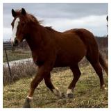 GRIZZ GRADE Draft Cross Gelding  20 Years Old