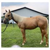 DT CONTINENTAL KING AQHA Palomino Gelding 2023