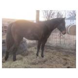 ZOOM GRADE Bay Mare 2023