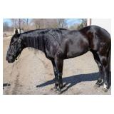 GRADE Black Gelding 10 Years Old