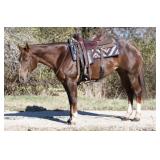 CAMEO DESIGN BY KID APHA Solid Chestnut Mare 2016