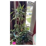 Potted plant