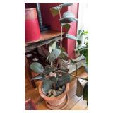 Potted plant