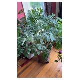 Potted plant