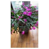 Christmas cactus