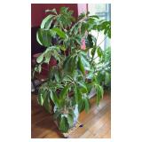 Potted plant