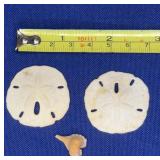 Tiny Shell/Sand Dollar lot
