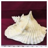 Large Beach Seashell