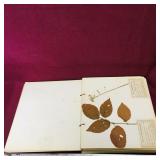 "Flora Of New Brunswick" 1917 Scrapbook