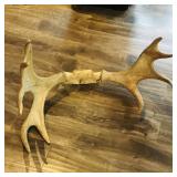 Large Buck Antlers (Antique)