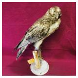 Antique Taxidermied Marsh Hawk