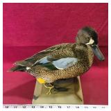 Antique Taxidermied Blue-Winged Teal