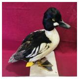 Antique Taxidermied Common Goldeneye