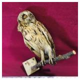 Antique Taxidermied Short-Eared Owl