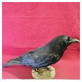 Antique Taxidermied Common Crow
