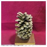 Antique Taxidermied Acorn