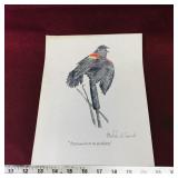 Red-Winged Blackbird Art Sketch Picture (Vintage)