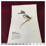 Belted Kingfisher Art Print (Vintage)