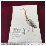 Great Blue Heron Art Print (Vintage)