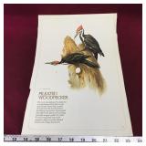 Pileated Woodpecker Art Print (Vintage)