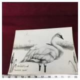 Trumpeter Swans Art Sketch Picture (Vintage)
