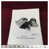 Gyrfalcon, Prairie & Peregrine Falcons Art Sketch