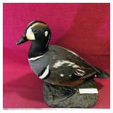 Antique Taxidermied Harloquin