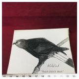 Rough-Legged Hawk Art Sketch Picture (Vintage)