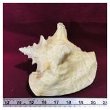 Beached Seashell (Vintage)