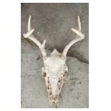 Deer Skull with Antlers