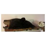Mounted Bear Head and Skull