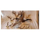 Deer Antlers, Mounted Mallard Duck, Broadhead
