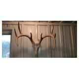 European Deer Mount 8pt.