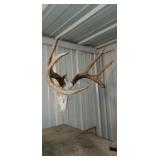 European Deer Mount 8pt.