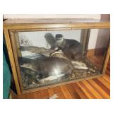 Glass Lighted Showcase w/Mounted Otters 50x25x3