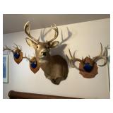 Shoulder Mounted Buck, Mounted Horns