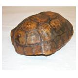 Turtle Shell