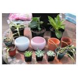 House Plants Lot