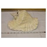 Sea Shell 11"