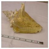 Sea Shell 8"