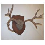 Vintage Deer Horn Wall Mount 29.5" Across
