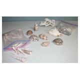 Sea Shells Box Lot Very Nice Condition