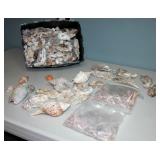 Sea Shells Huge Lot of Shells