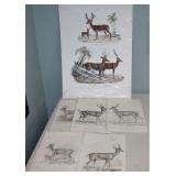 Vintage Deer Pictures Lot