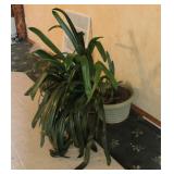 Live House Plant