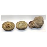 Fossil Crab & Sea Shell