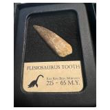 Dinosaur tooth